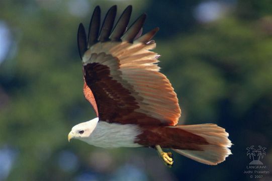 Image of Brahminy Kite