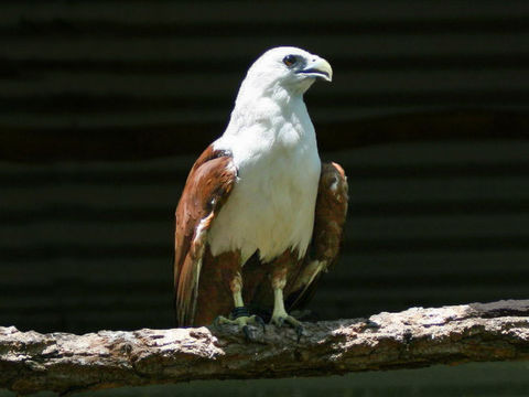 Image of Brahminy Kite