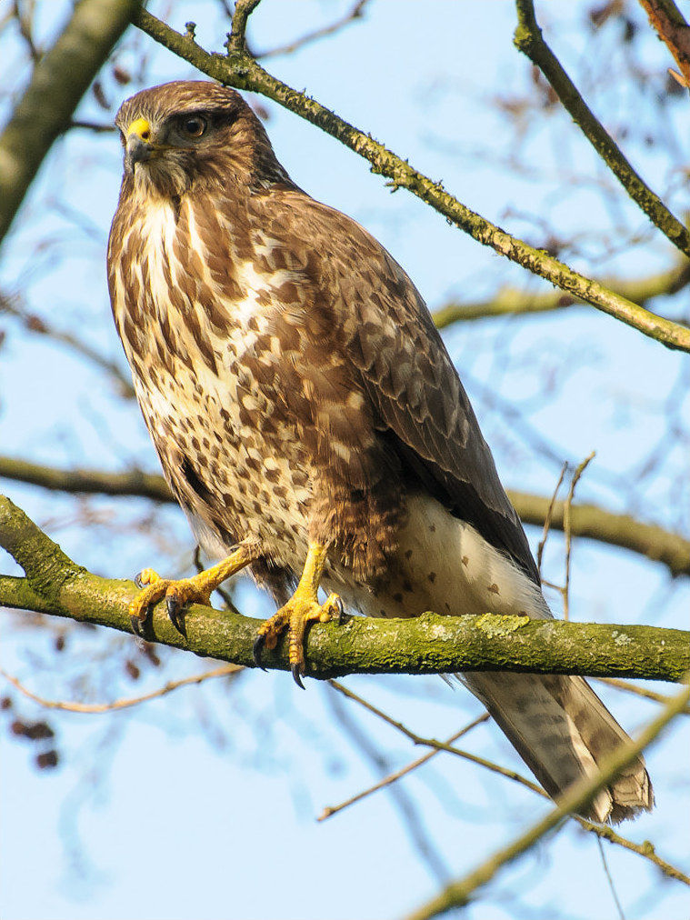 Image of Common Buzzard