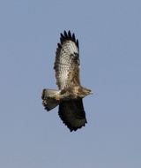 Image of Common Buzzard