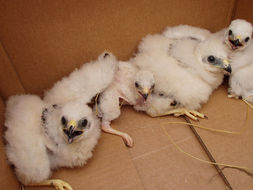 Image of Montagu's Harrier