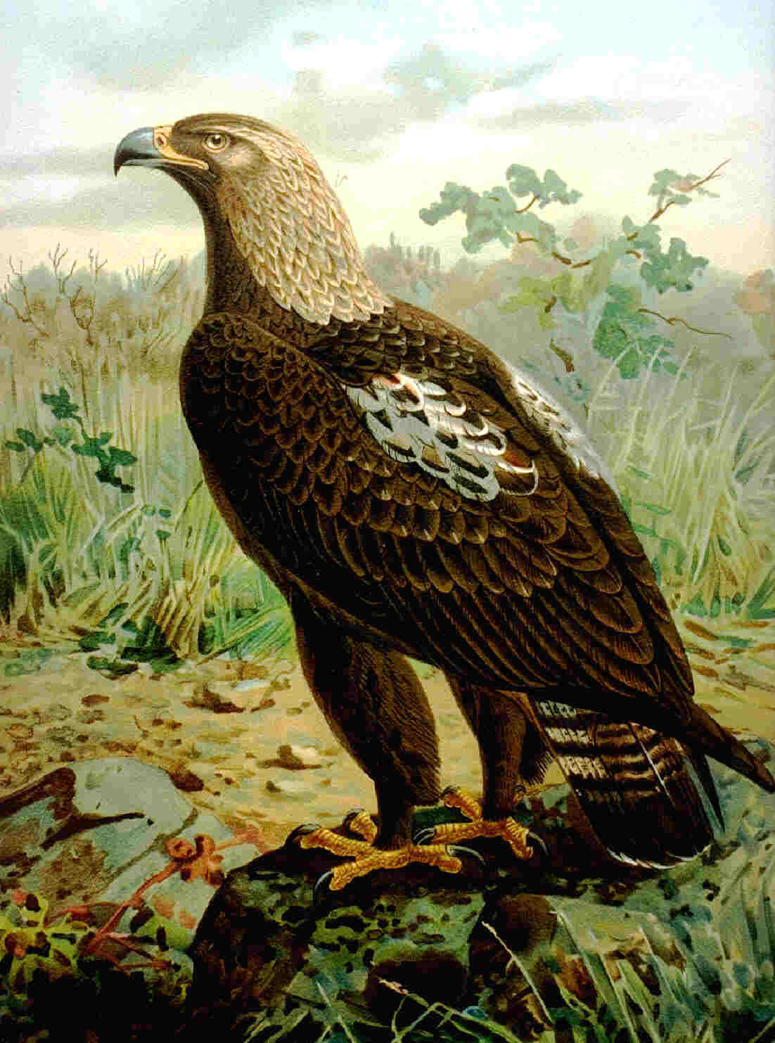 Image of Asian Imperial Eagle