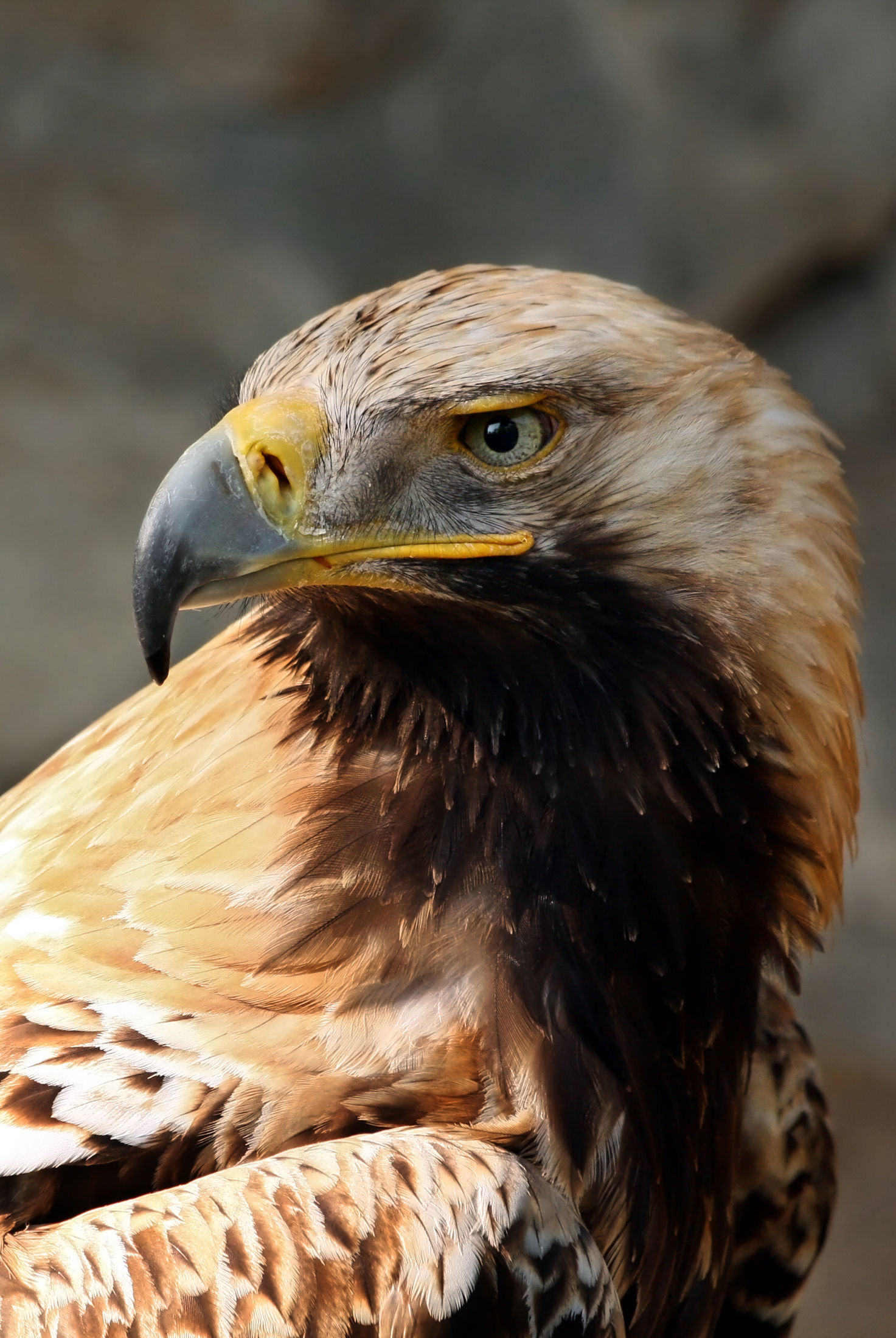 Image of Asian Imperial Eagle