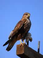 Image of Long-legged Buzzard