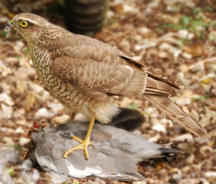 Image of Eurasian Sparrowhawk