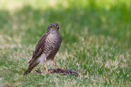 Image of Eurasian Sparrowhawk