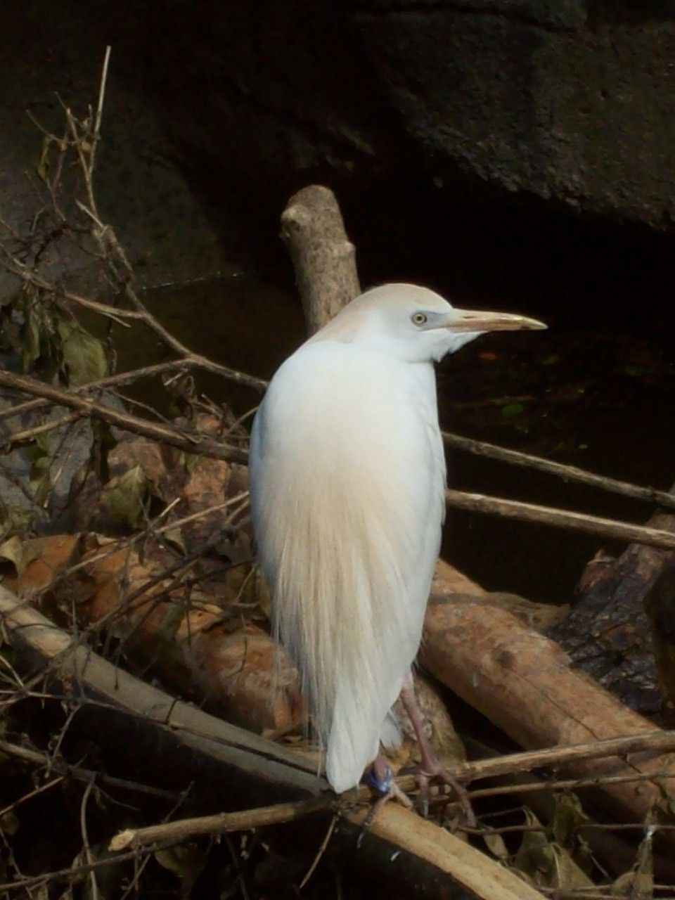 Image of Bubulcus Bonaparte 1855