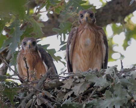 Image of Booted Eagle