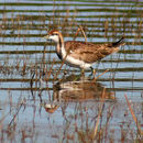 Image of Pheasant-tailed Jacana