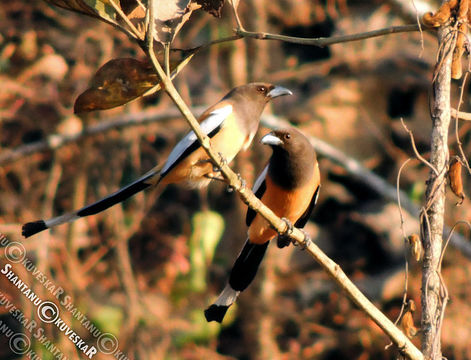 Image of Rufous Treepie