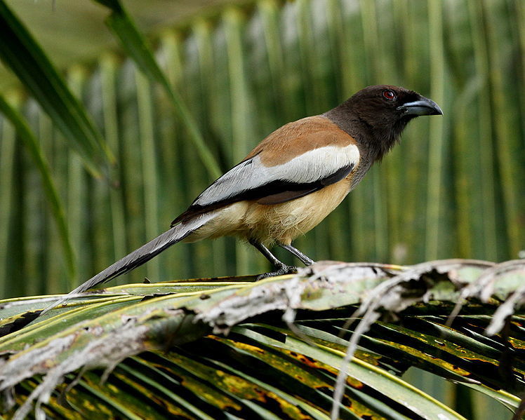 Image of Rufous Treepie