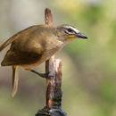 Image de Bulbul à sourcils blancs