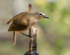 Image of White-browed Bulbul