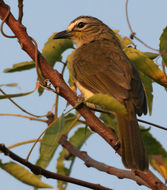 Image of White-browed Bulbul