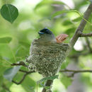 Image of Asian Paradise-Flycatcher