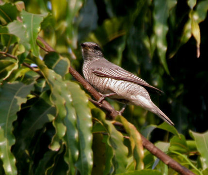 Image of Black-headed Cuckooshrike