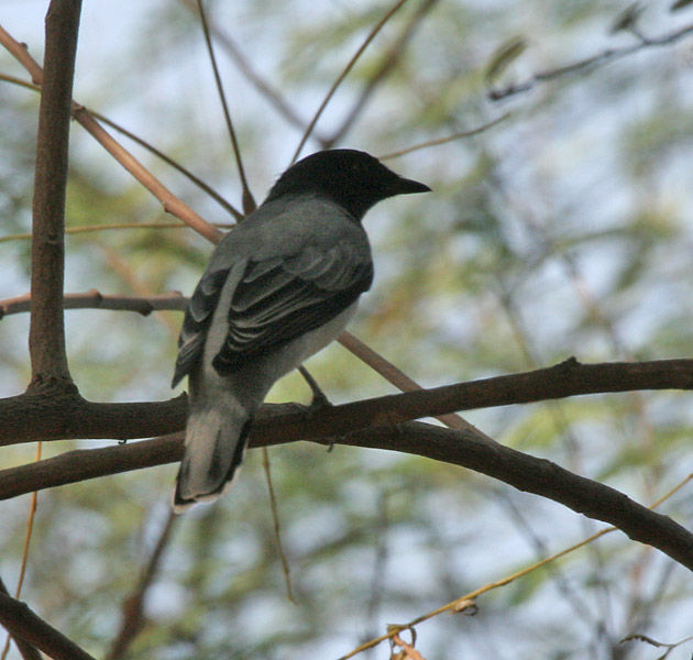 Sivun <i>Coracina melanoptera</i> kuva