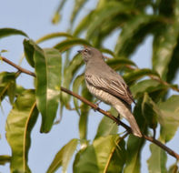 Sivun <i>Coracina melanoptera</i> kuva