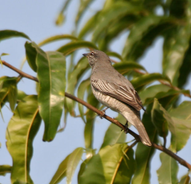 Sivun <i>Coracina melanoptera</i> kuva