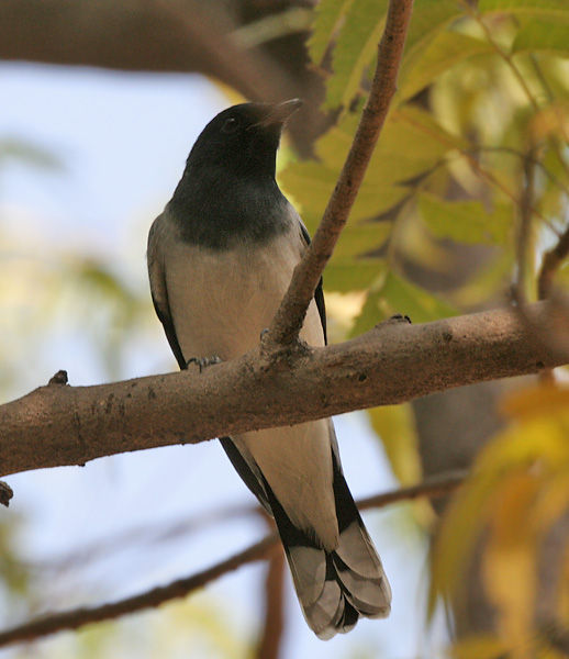 Sivun <i>Coracina melanoptera</i> kuva