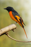 Image of Minivet