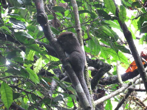 Image of Black-striped Squirrel