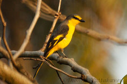 Image of Minivet