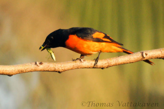 Image of Minivet