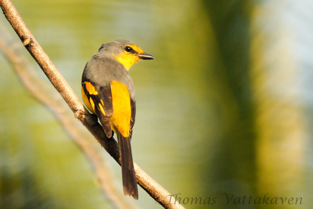 Image of Minivet