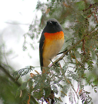 Image of Minivet