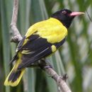 Image of Black-hooded Oriole