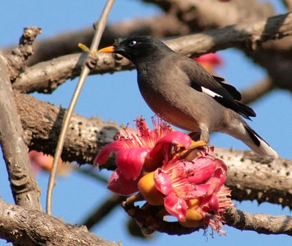 Image of Myna