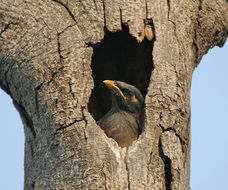 Image of Myna