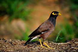 Image of Myna