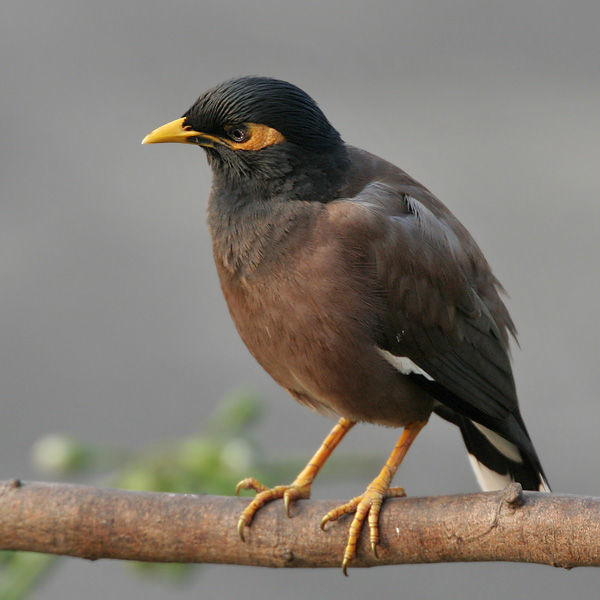 Image of Myna