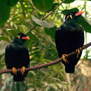 Image of Common Hill Myna