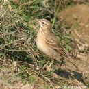 Image of Paddyfield Pipit