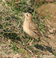 Image of Paddyfield Pipit