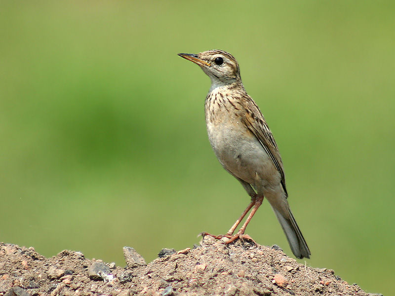 Image of Paddyfield Pipit