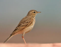 Image of Paddyfield Pipit