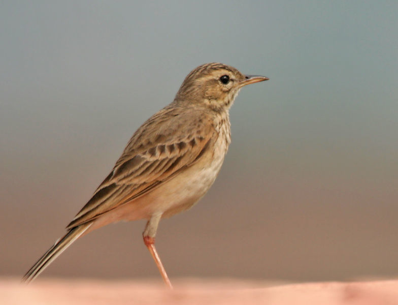 Image of Paddyfield Pipit