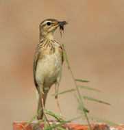 Image of Paddyfield Pipit