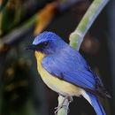 Image of Tickell's Blue Flycatcher