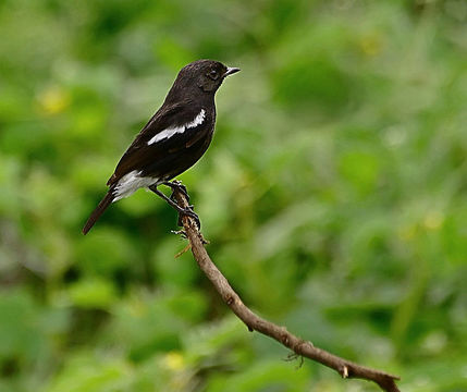 Image of Saxicola Bechstein 1802