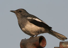 Image of Copsychus Wagler 1827