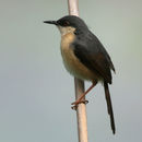 Image of Ashy Prinia