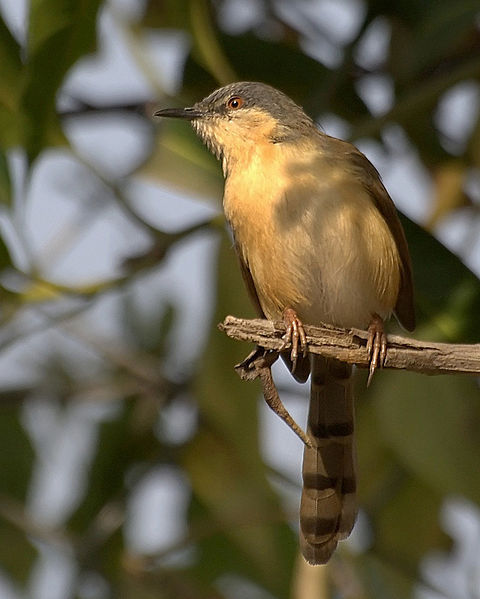 Plancia ëd Prinia Horsfield 1821