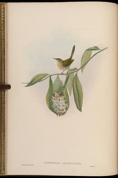 Image of Orthotomus Horsfield 1821