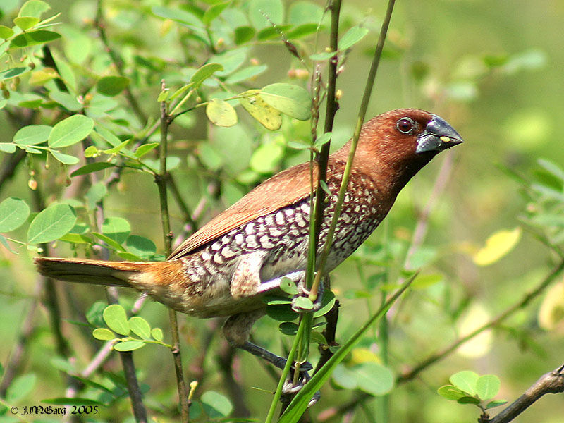 Image of Lonchura Sykes 1832