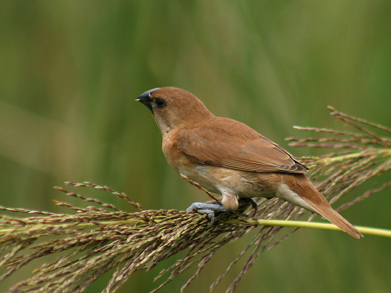 Image of Lonchura Sykes 1832